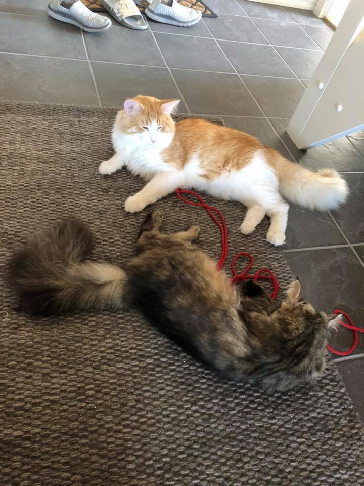 CH Stallo`s Elle og CH Zeras Gemini blir foreldre i sept 2018