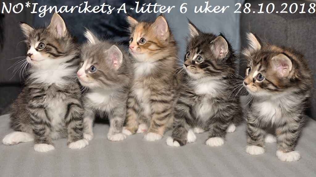 Axx_06uker_18-10-28_04