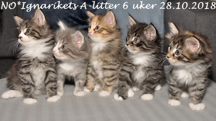 Axx_06uker_18-10-28_04