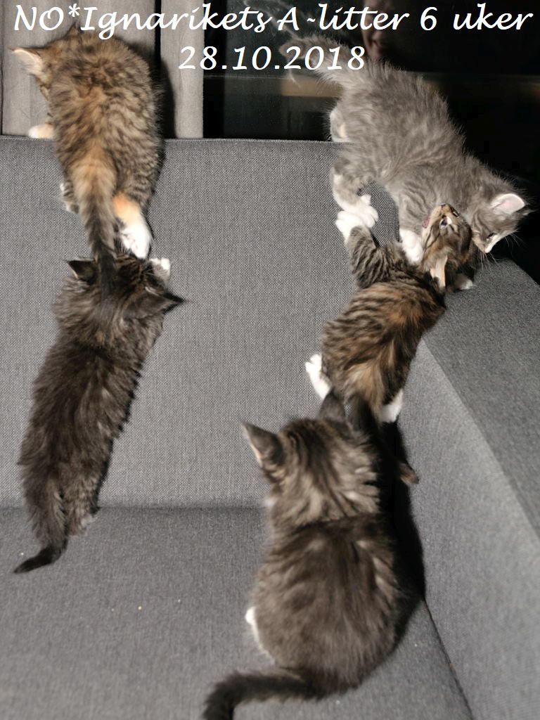 Axx_06uker_18-10-28_06