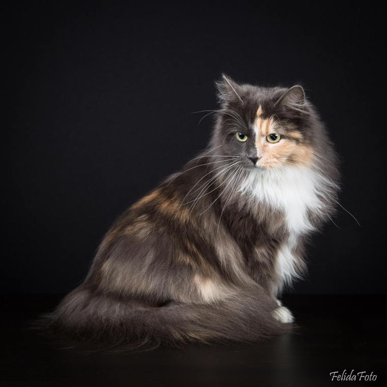 61616581_429963367834606_7718570067914391552_n