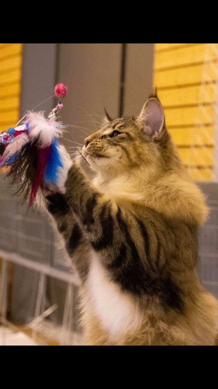 72051802_648801075613969_1005960484085563392_n