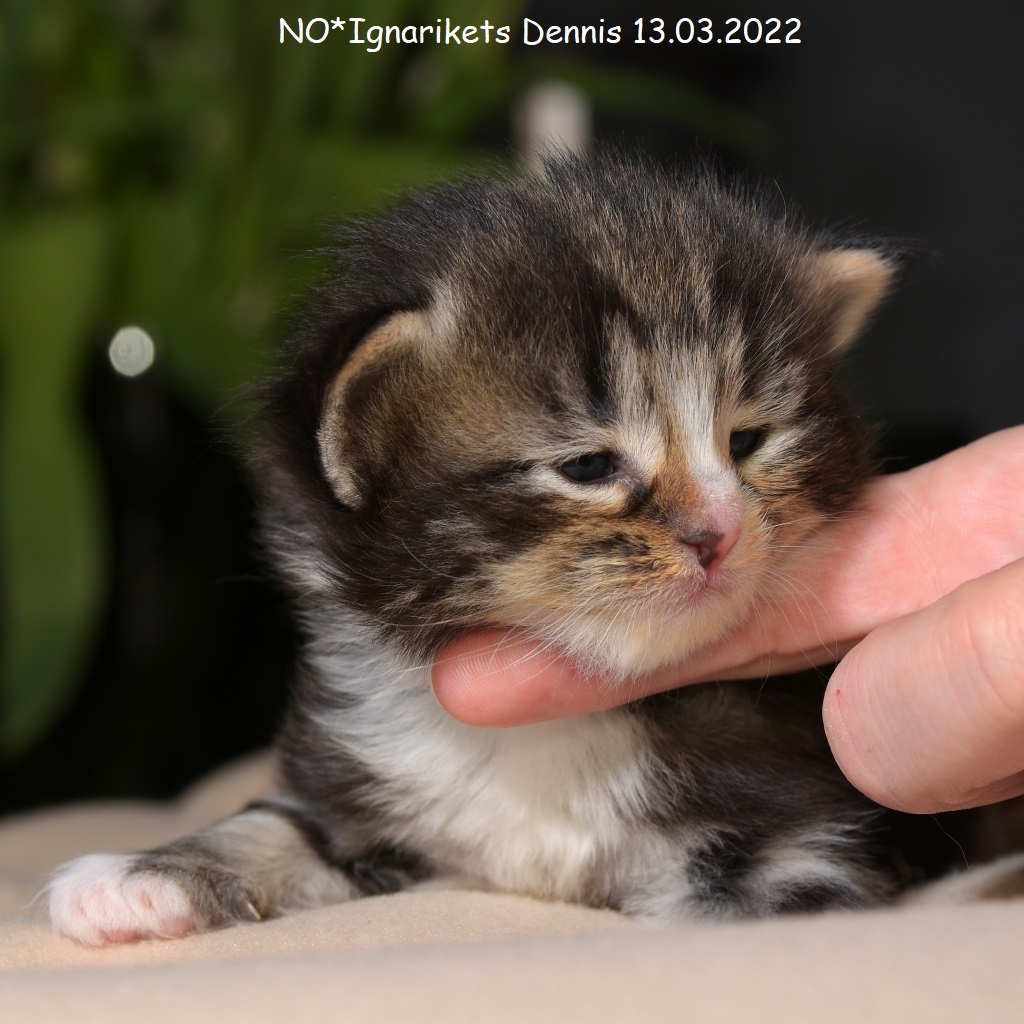 Dennis_uke-03_1_x1024