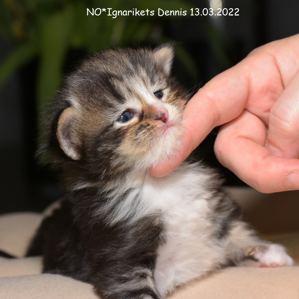 Dennis_uke-03_2_x1024