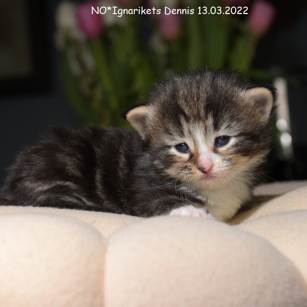 Dennis_uke-03_4_x1024