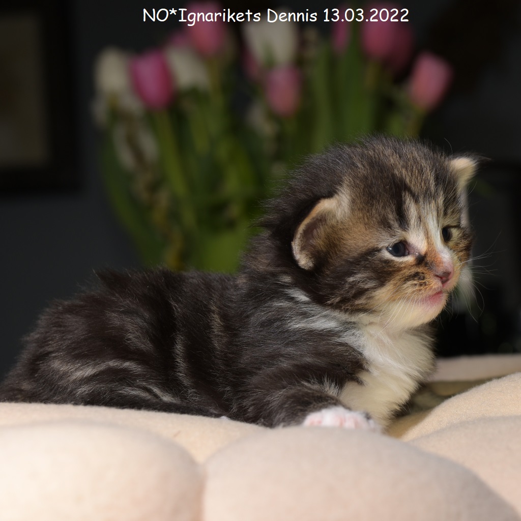 Dennis_uke-03_5_x1024