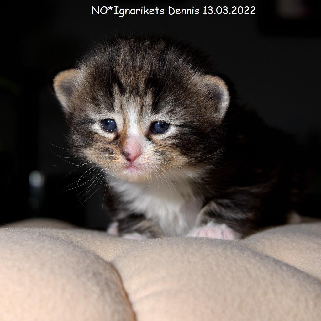 Dennis_uke-03_6_x1024