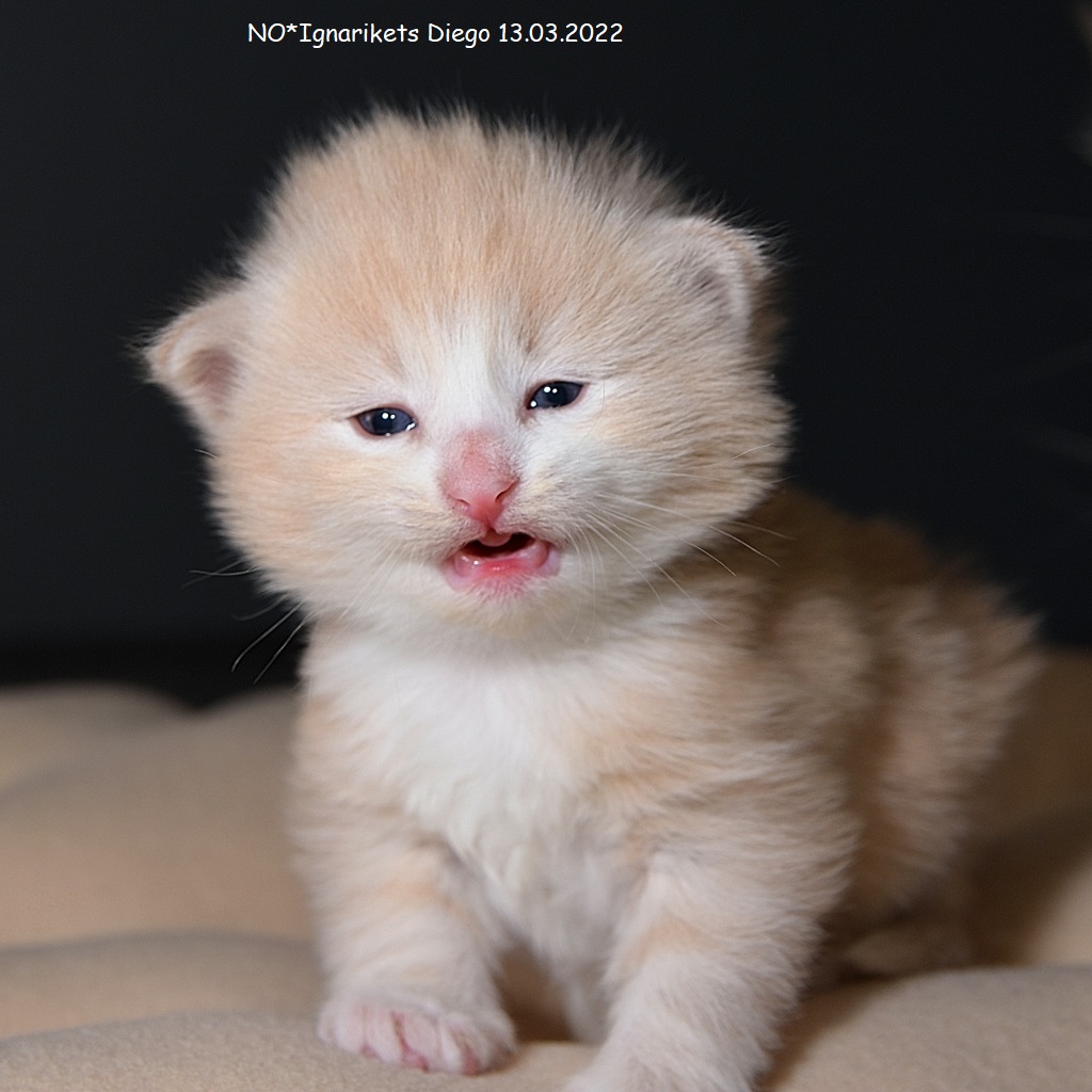 Diego_uke-03_1_x1024