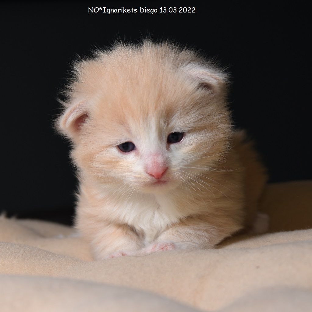 Diego_uke-03_3_x1024