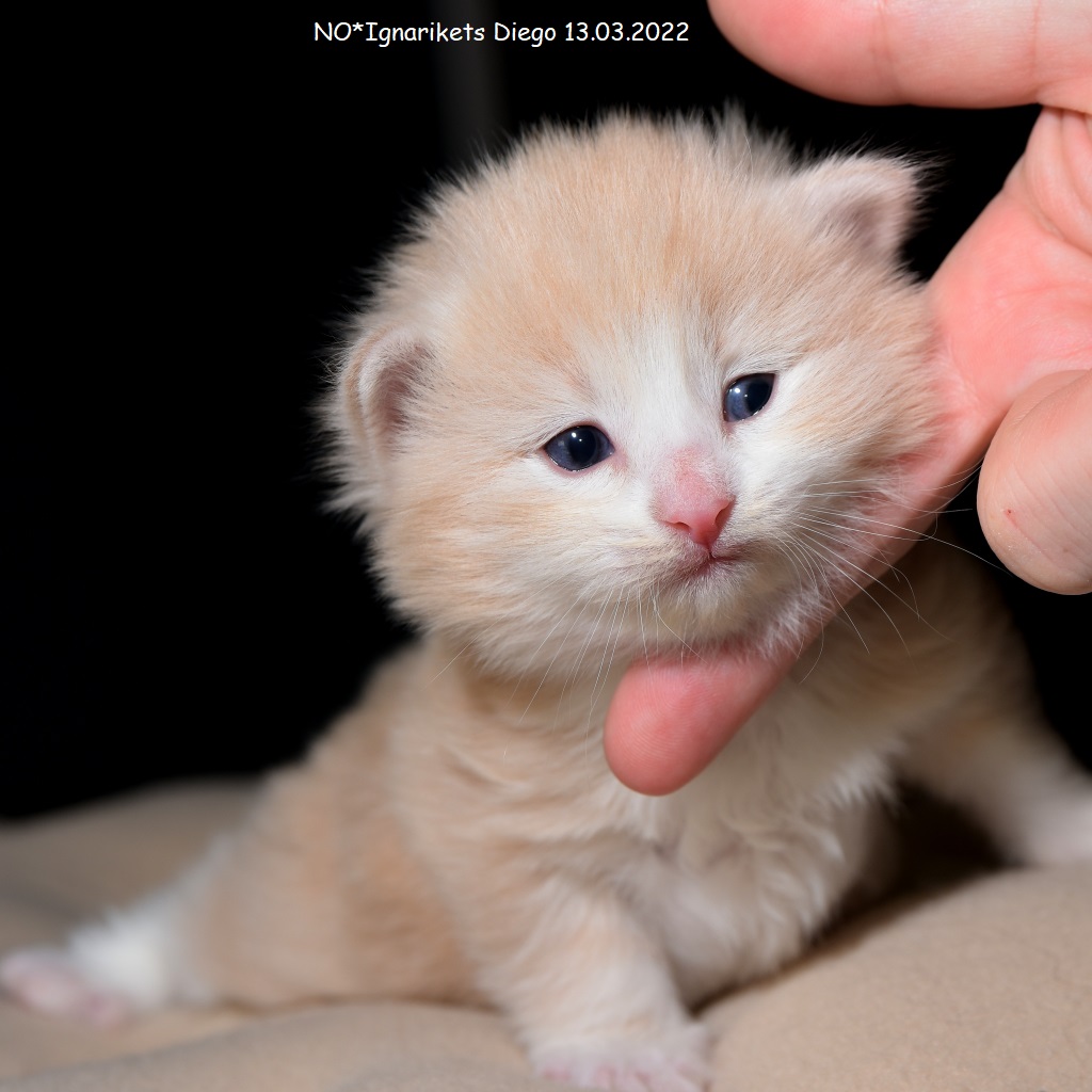 Diego_uke-03_4_x1024