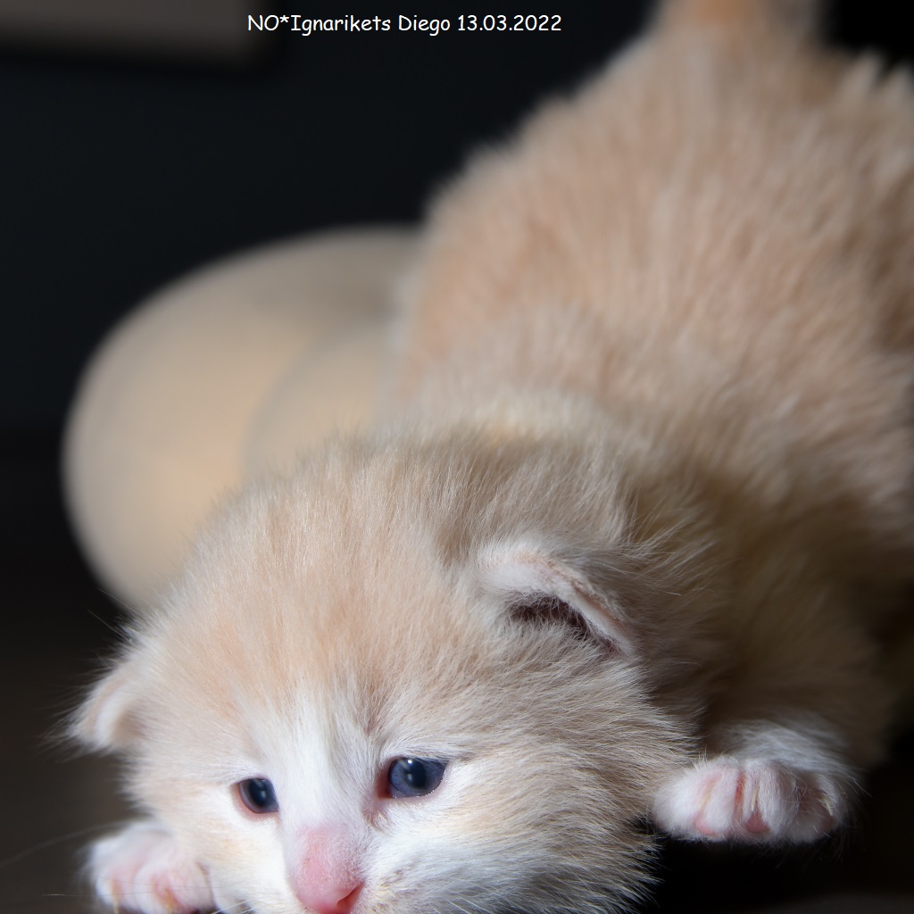 Diego_uke-03_5_x1024