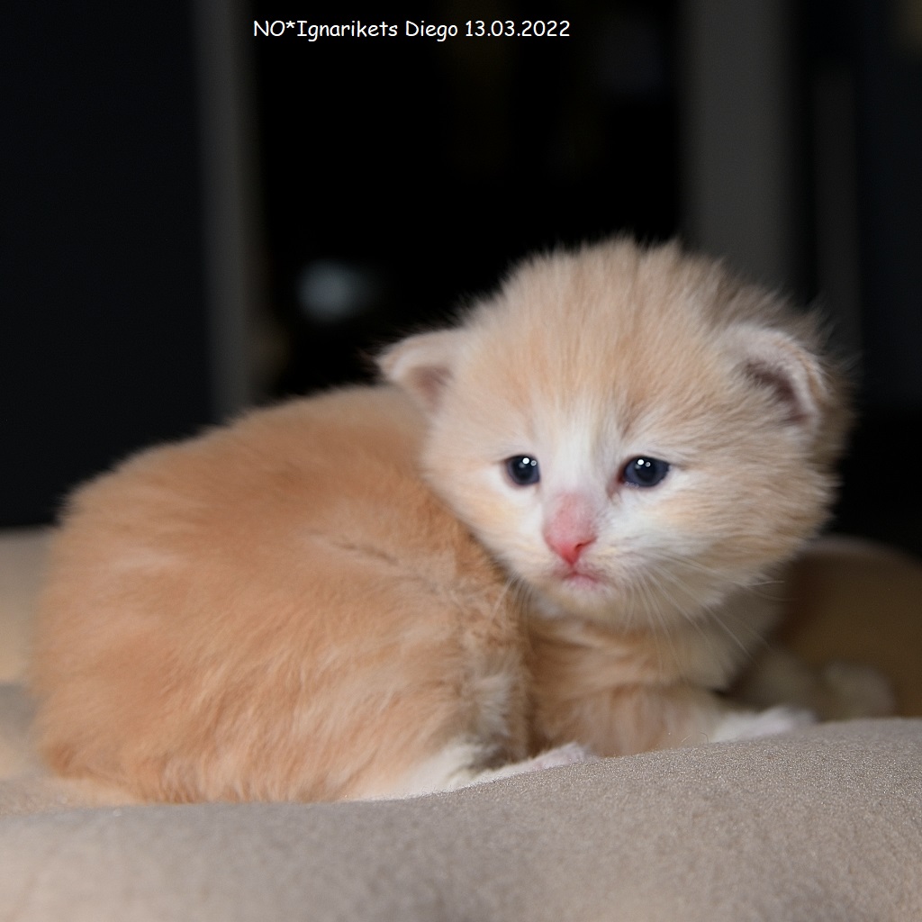 Diego_uke-03_6_x1024