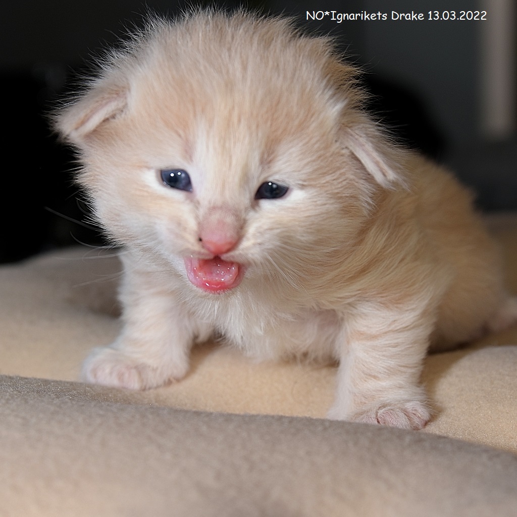 Drake_uke-03_1_x1024