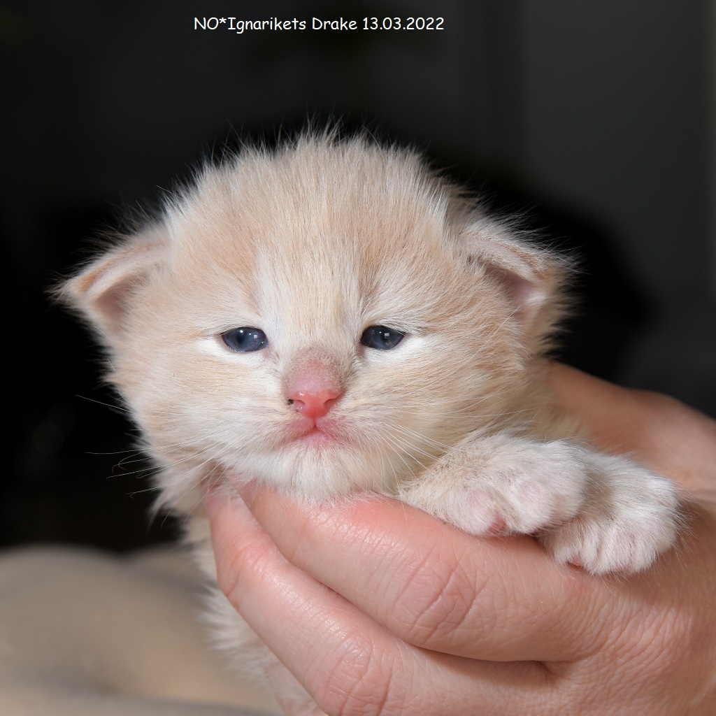 Drake_uke-03_4_x1024