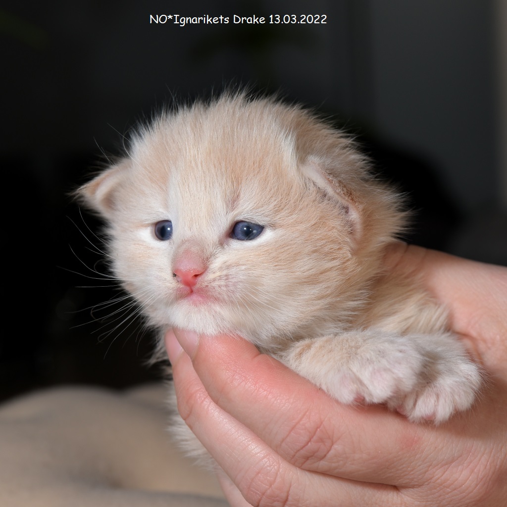 Drake_uke-03_5_x1024