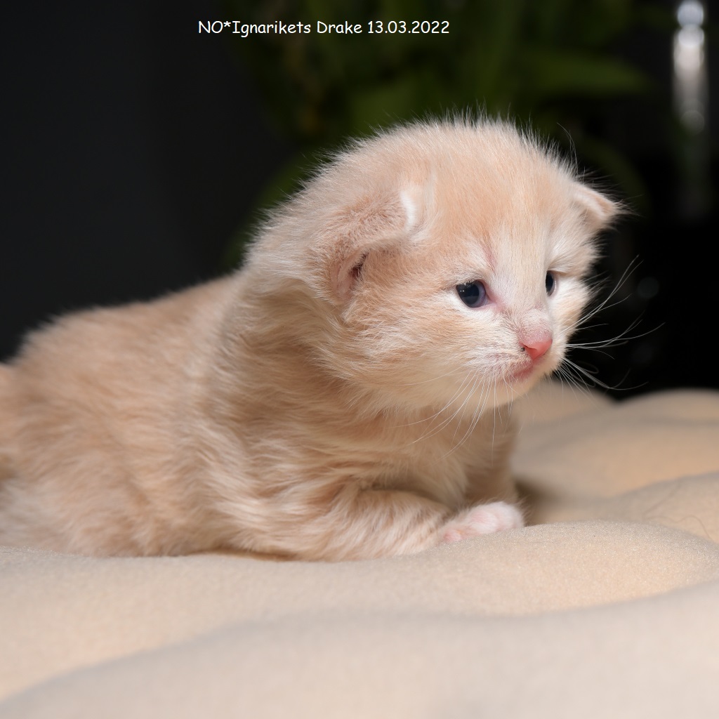 Drake_uke-03_6_x1024