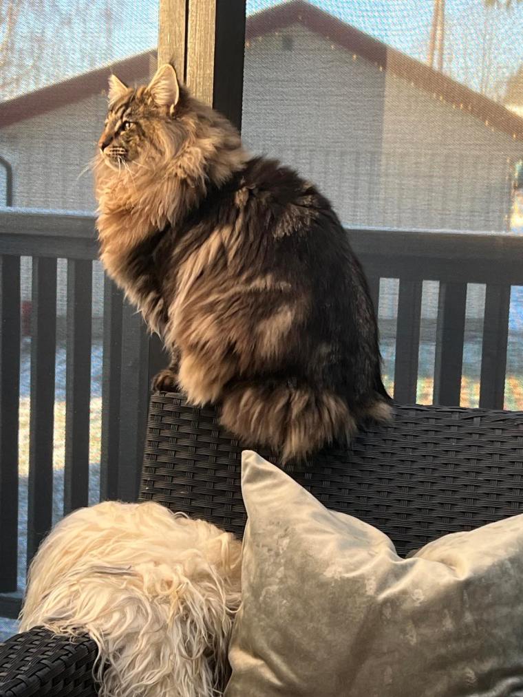 Edvard desember 2022